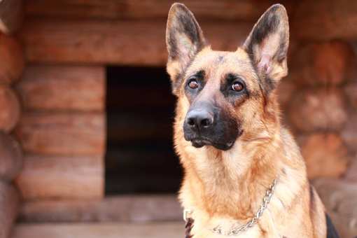 The 10 Best Dog Kennels in Massachusetts!