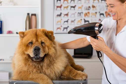 7 Best Pet Boutiques in Massachusetts!